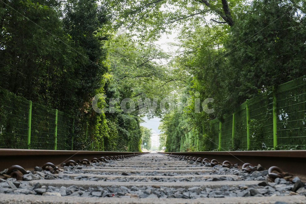 철길,풍경,레일,landscape,railroad,rail,tree,나무,기찻길