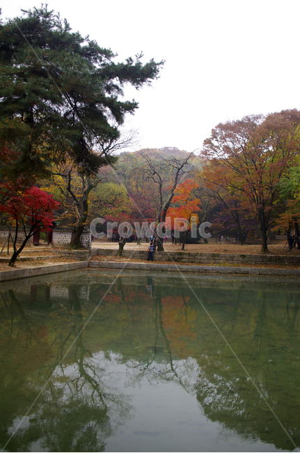 창덕궁후원,애련지,가을,fall,나무,식물,plant,단풍,잎,가을,계절,fall,autumn,season,자연,풍경,nature,landscape,사람들,대중,군중,other people,crowd,tree
