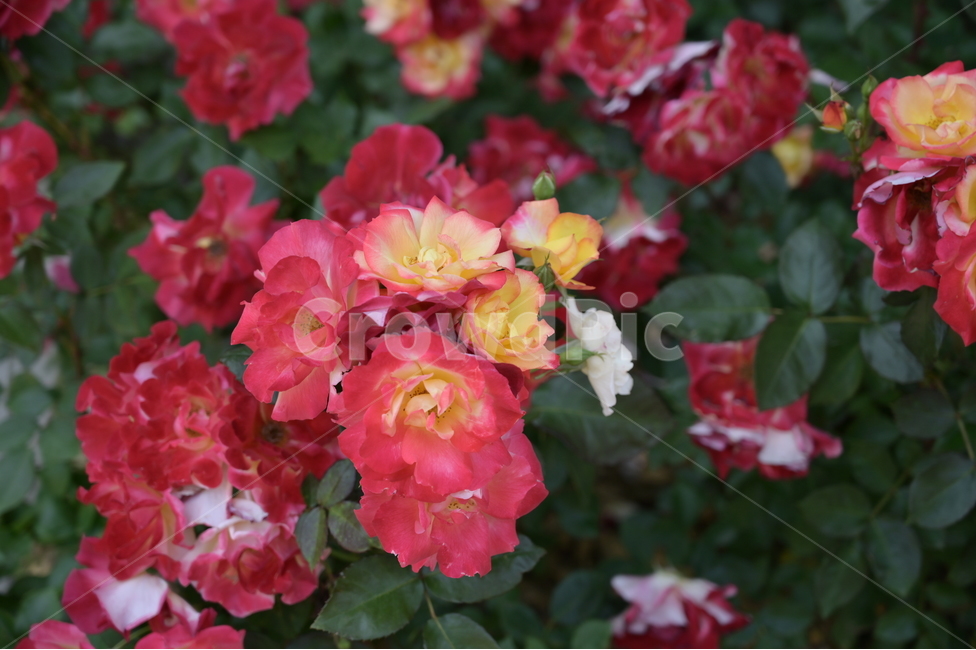 장미,rose,꽃,flower,식물,장미광장