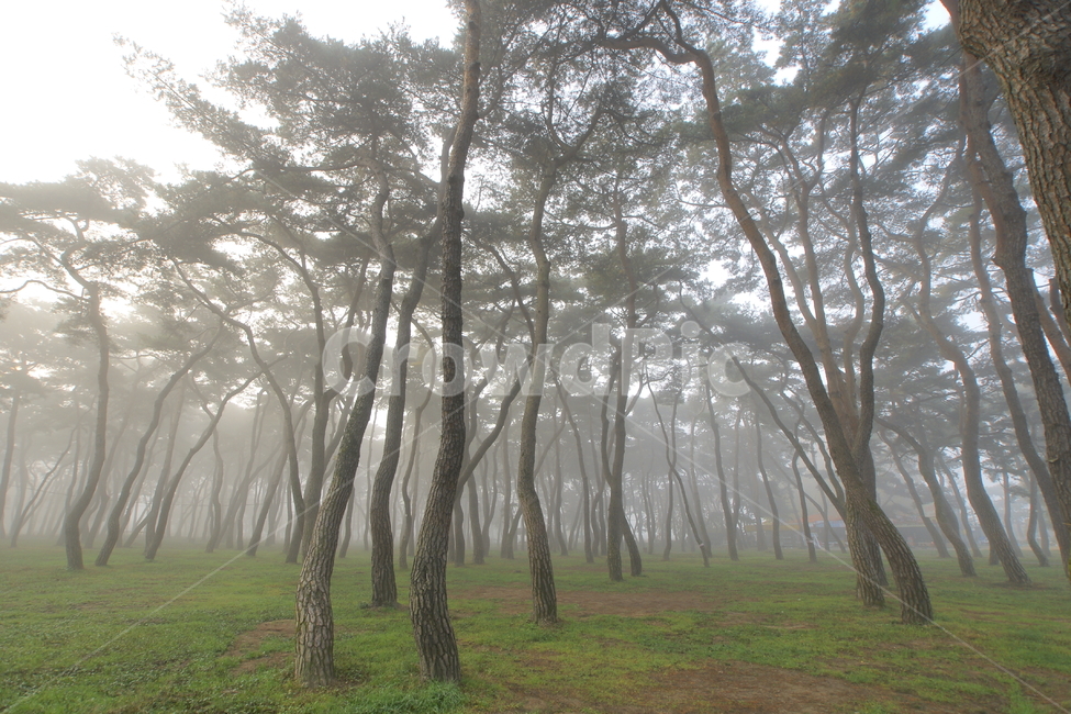 안개,소나무,풍경,송호리,국민관광지,자연,풍경,nature,landscape,한국자연풍경,한국자연경관,korea nature landscape,weather,날씨,outdoors,옥외