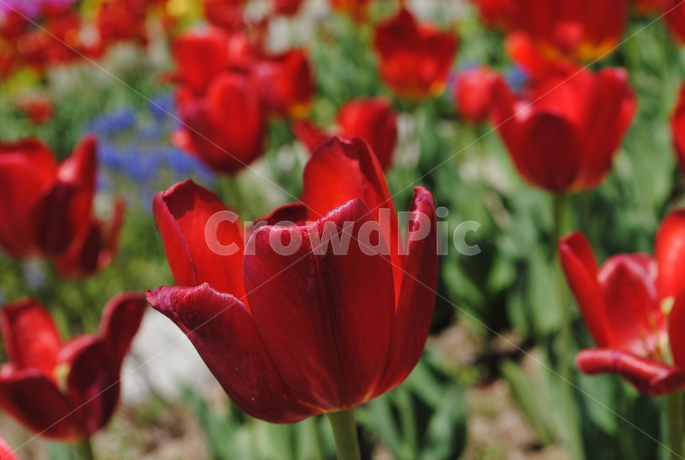 식물,plant,flower,꽃,blossom