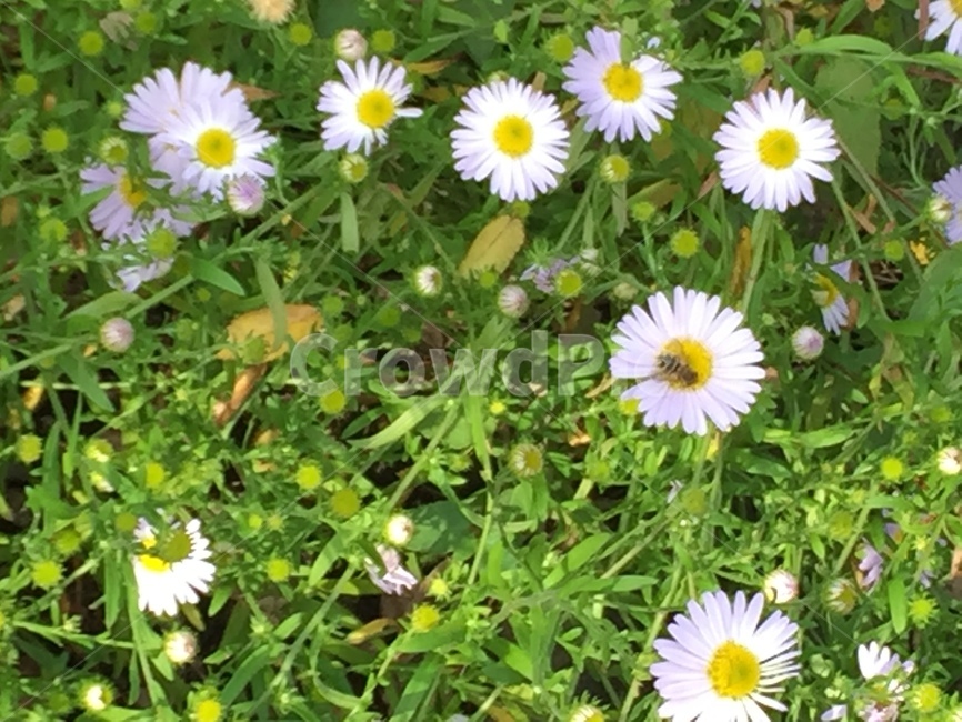 자연,꽃,구절초,flower,siberianchrysanthemum,식물,자연,plants,nature,꽃,flower