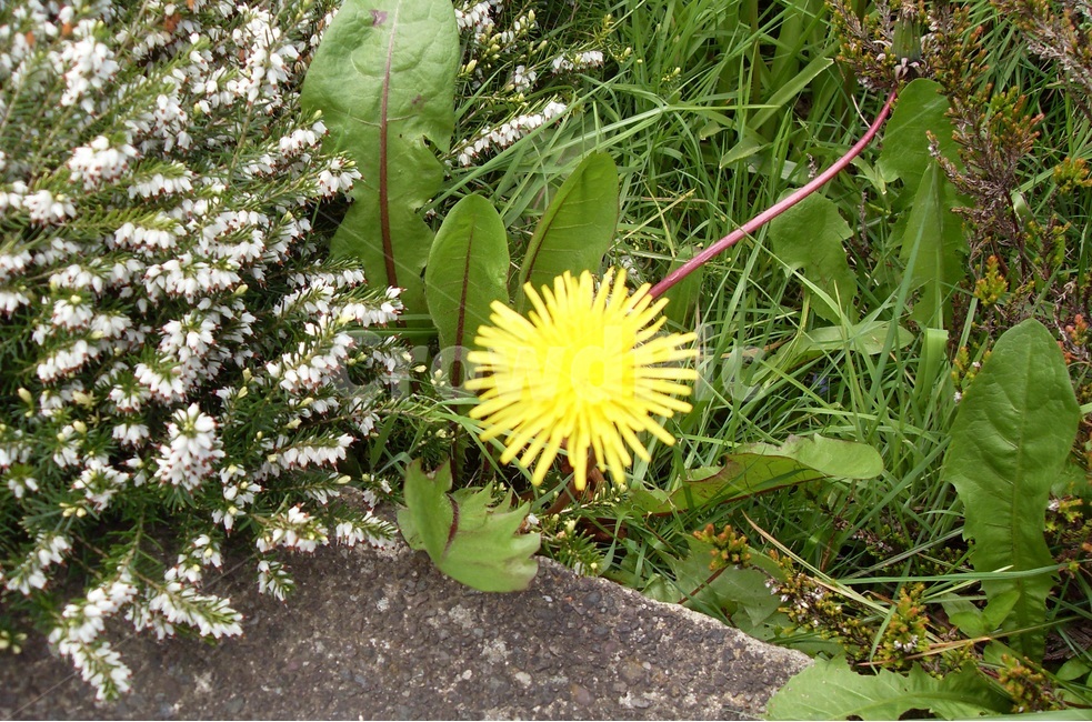 노랑색꽃,들꽃,하얀색꽃,영국,스트란라,스코틀랜드,식물,자연,plants,nature,꽃,flower