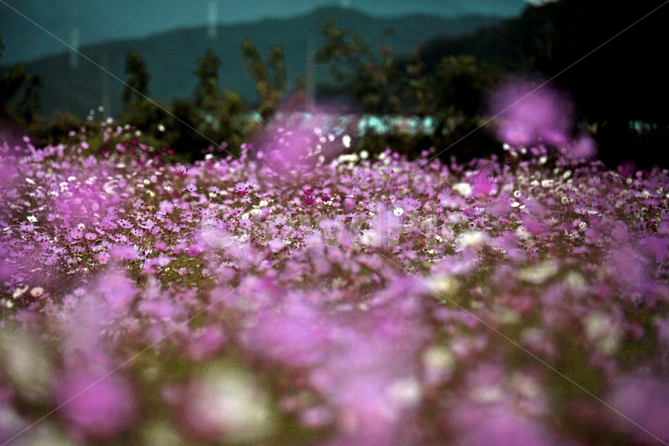 코스모스,식물,꽃,축제,풍경,보라색,가을,계절,fall,autumn,season,식물,자연,plants,nature,꽃,flower,blossom,petal,꽃잎,plant