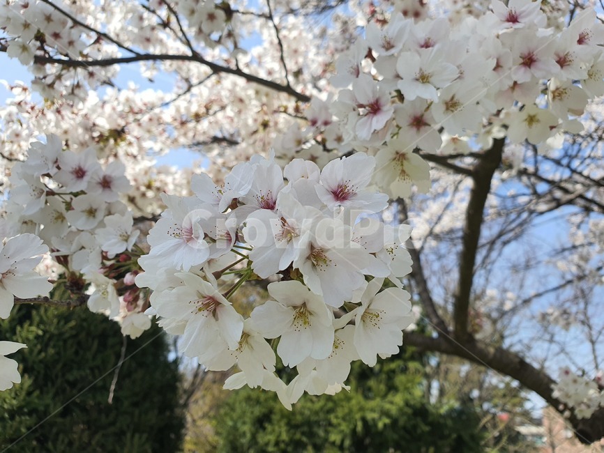 벚꽃,cherryblossom,식물,꽃,봄