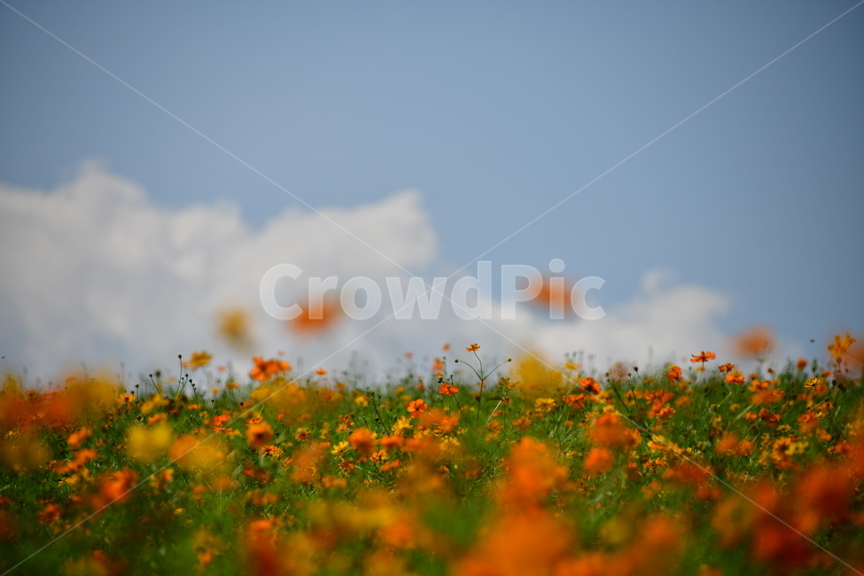 노랑,노란소스모스,가을,자연,코스모스,금계국,flower,plant,꽃,식물,자연,plants,nature,꽃,flower