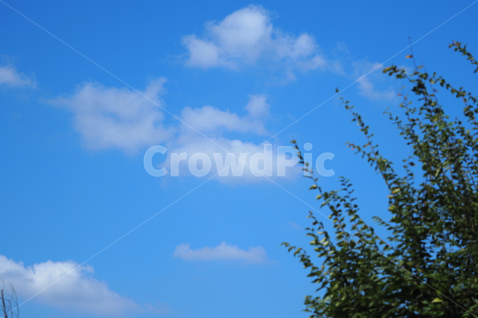 파란,하늘,구름,blue,풍경,푸른,자연,풍경,nature,landscape,animal,동물,flock,대군