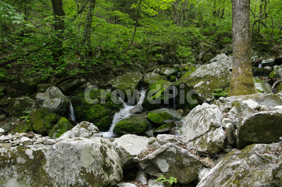 바위,계곡,나무,식물,강물,이끼,숲,자연,풍경,nature,landscape,water,물,outdoors,옥외,river,강