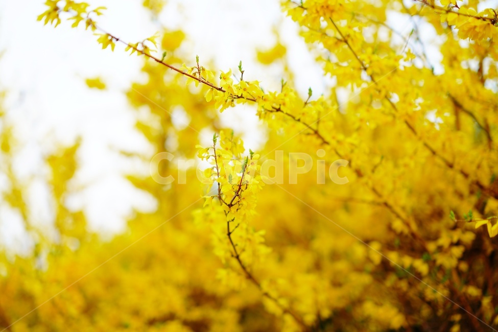 plant,flower,식물,꽃,개나리,koreanforsythia