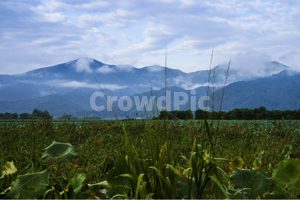 풍경,안개,배경,하늘,백그라운드,녹색,연꽃,풍경이미지,nature,landscape,ruraltown,자연,풍경,nature,landscape,outdoors,옥외,field,들,grassland,목초지
