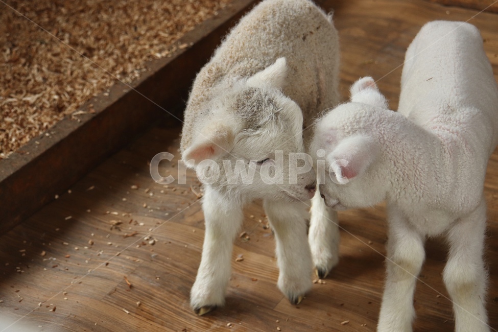 양,새끼양,아기양,sheep,동물,animal,couple