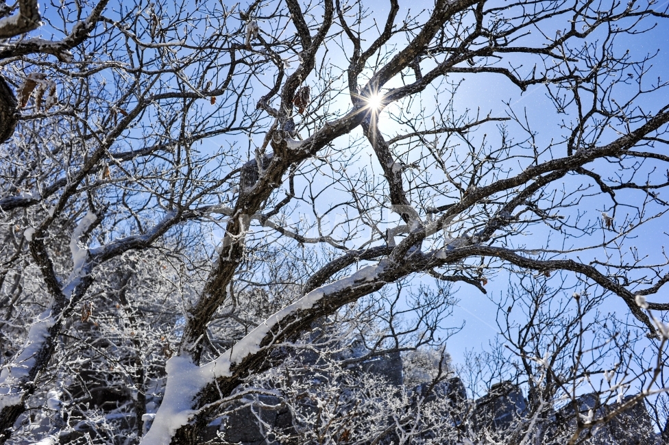 설산,눈,나무,스냅,겨울,겨울,계절,winter,season,식물,자연,plants,nature,나무,trees,wood