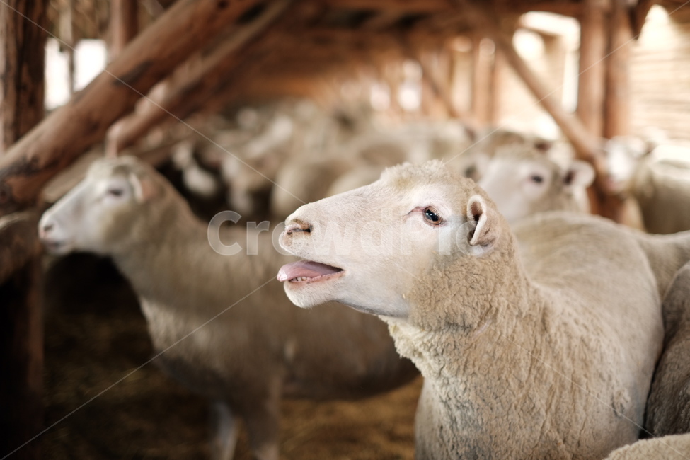 양,양떼목장,대관령,동물,목장,동물,animal,포유류,mammal,산업,industry,industrial,목축업,목장,livestock farming,ranching,pasture