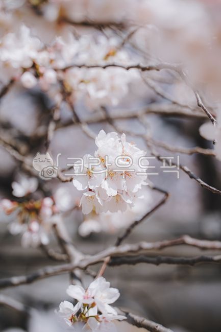 봄꽃,벚꽃,4월,꽃,계절