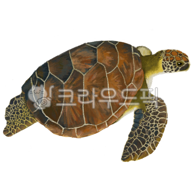 바다,거북이,바다거북,turtle,해양생물,동물,동물그림,바다그림,거북이그림,바다거북그림,해양생물그림,바다일러스트,동물일러스트,거북이일러스트,바다거북일러스트,색연필느낌,색연필그림,색연필일러스트,색연필삽화,일러스트,일러스트삽화,손그림느낌,animal,동물삽화