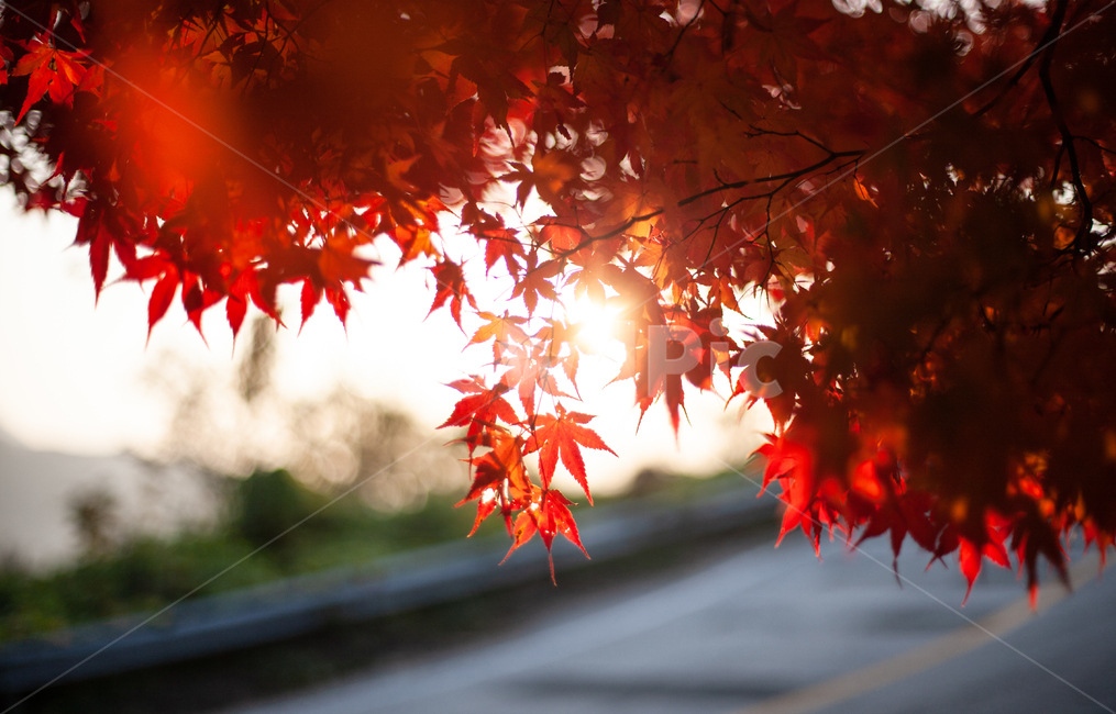 단풍,가을,maple,단풍나무,autumn,fall,가을,계절,fall,autumn,season,leaf,잎,plant,식물,tree,나무