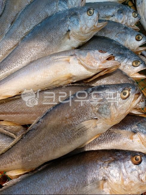 fish, 물고기, 생선, 건어물, 어류, 사진,이미지,일러스트,캘리그라피 - LIA작가