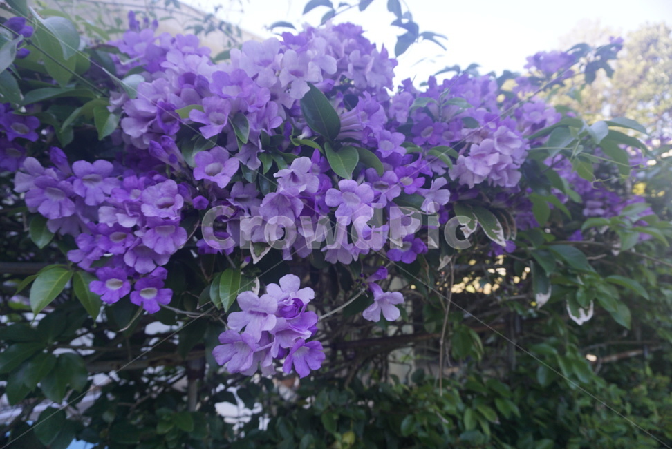꽃,보라꽃,야생화,야생꽃,들꽃,식물,자연,plants,nature,꽃,flower