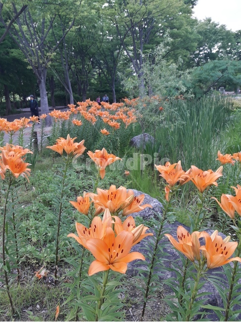 꽃,봄꽃,식물,flower,봄,spring