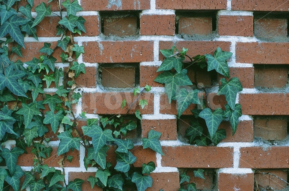 아이비,담쟁이,덩굴식물,넝쿨식물,식물,필름사진,식물,자연,plants,nature