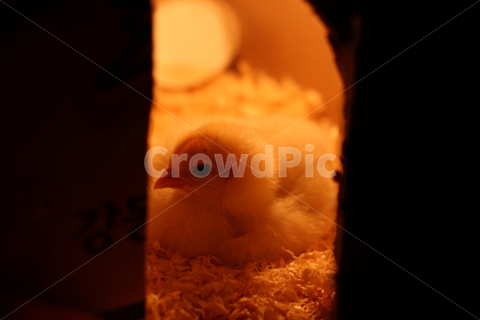 병아리,새끼,노랑,닭,동물,조류,전구,새,animal,birds,아기,농장,애완동물,백열전구,귀여운,감성,감정,feeling,sensible,emotion,박스,어린,애기,털,백열등,삐약,체험,모이,부리,벼슬,휴식,look,얼굴,정면,틈,틈새,문,입구,rest,톱밥,동물,animal,조류,새,birds