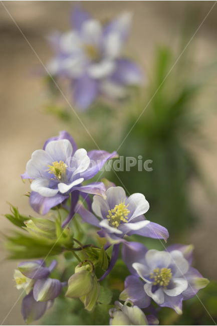 매발톱,매발톱꽃,봄의꽃,보케,보라색꽃,식물,자연,plants,nature,꽃,flower