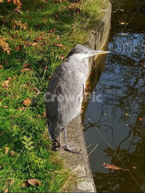 bird,새,animal,동물,물새,왜가리,큰새,물가,동물,animal,조류,새,birds