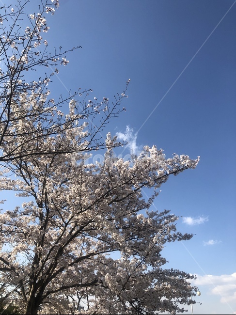 하늘,봄,벚꽃,자연,풍경,봄,계절,spring,season,식물,자연,plants,nature,나무,trees,wood,plant,tree