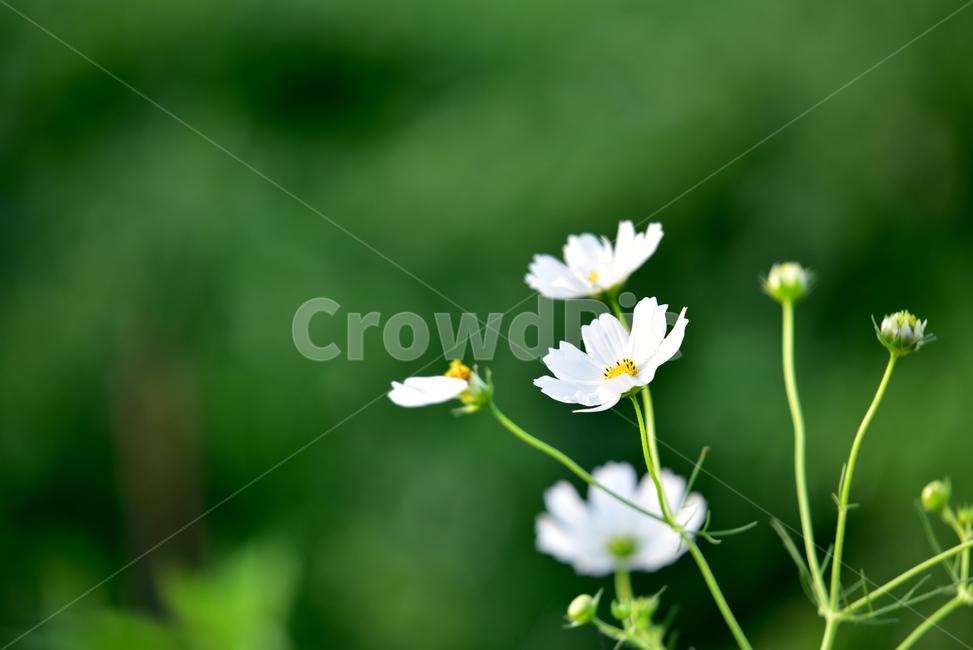 코스모스,코스모스꽃,꽃,가을,가을꽃,식물,국화과,꽃잎,cosmos,flower,fall,autumn,plant,blossom,petal,식물,자연,plants,nature,꽃,flower