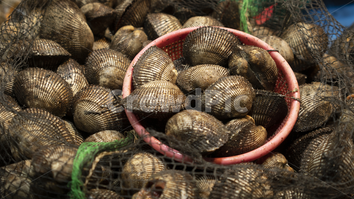 대합,동물,sealife,해양생물,seashell,조개,키조개,홍합,조개망,어시장,해산물,수산시장,시장,마트,마켓,market,mart,market place