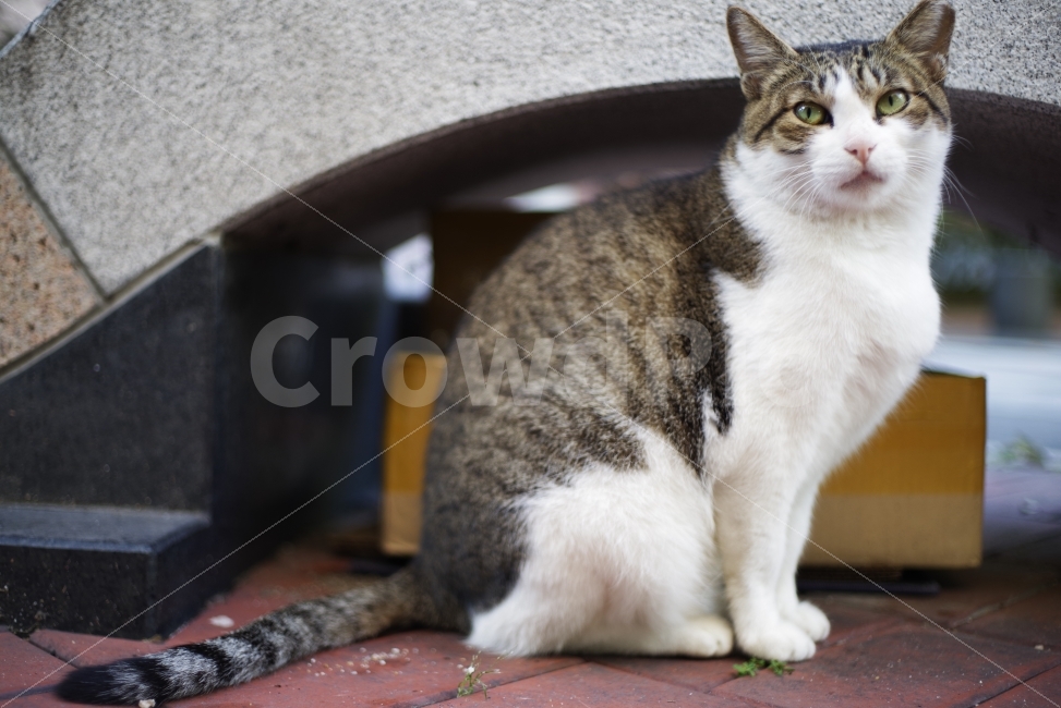 고양이,길고양이,길냥이,애완동물,반려동물,동물,생명,포유류,자연,cat,kitty,kitten,cute,lovely,adorable,pet,animal,street,streetcat,stray,straycat,wild,wildlife,wildanimal,야생,야생동물,야생고양이,beauty,beautiful,nature,natural,동물,animal,포유류,mammal,고양이,cat,kitten,kitty
