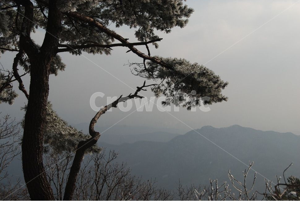 광교산,자연,겨울,휴양림,하늘,겨울,계절,winter,season,자연,풍경,nature,landscape,한국자연풍경,한국자연경관,korea nature landscape,식물,plants,나무,trees,wood,tree,plant,outdoors,옥외