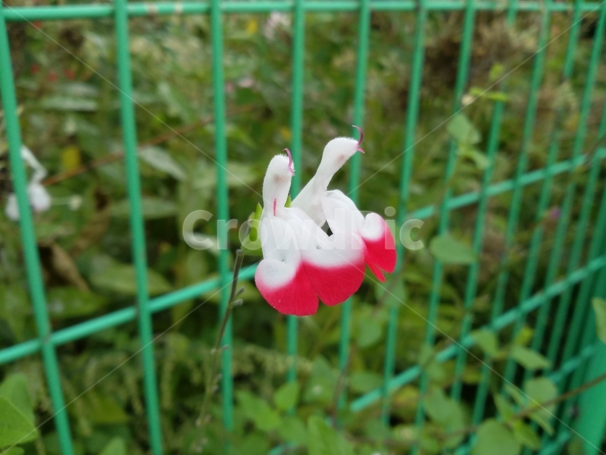 plant,식물,flower,꽃,자연,식물,자연,plants,nature,꽃,flower