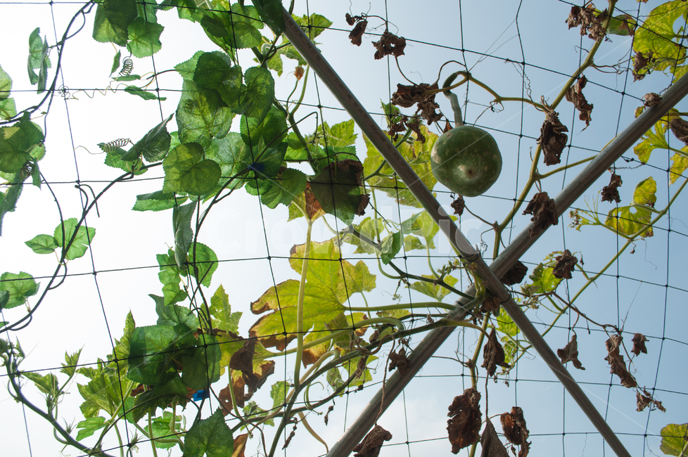 조롱박,박,정원,덩굴,주렁주렁,초록,넝쿨,호박잎,식물,자연,plants,nature