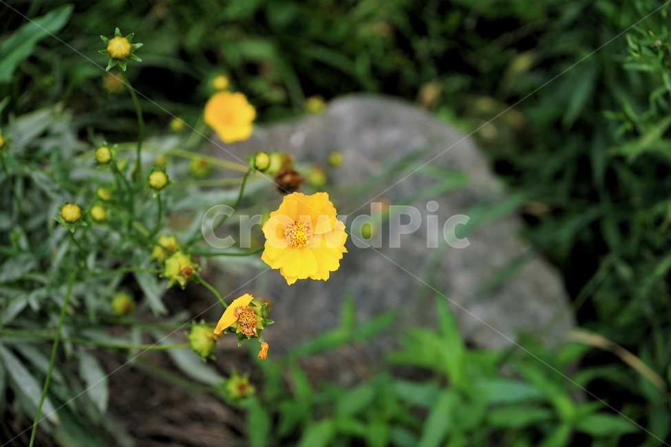 금계국,큰금계국,황색,노랑색,자연,식물,꽃,여러해살이풀,bloom,flower,gardening,관상용,beautiful,plant,식물,자연,plants,nature,꽃,flower