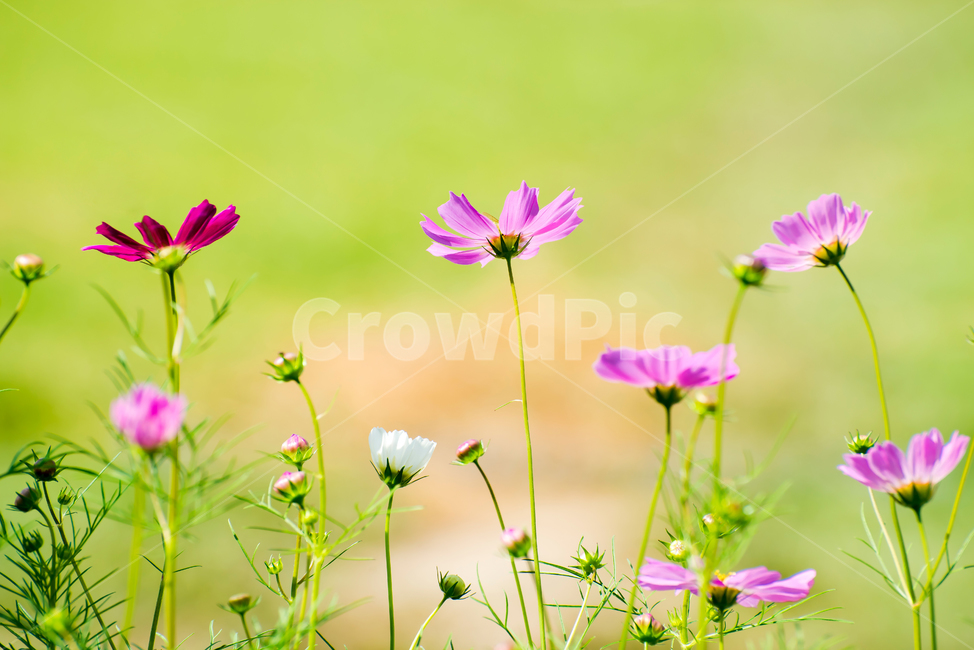 꽃,식물,코스모스,자연,가을,식물,자연,plants,nature,꽃,flower