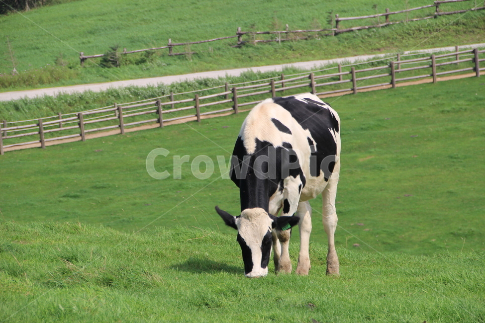 소,젖소,목장,목초지,풀,얼룩소,들,초원,근접촬영,한마리,cow,animal,포유류,가축,cattle,mammal,동물,animal,포유류,mammal,목축업,목장,livestock farming,ranching,pasture