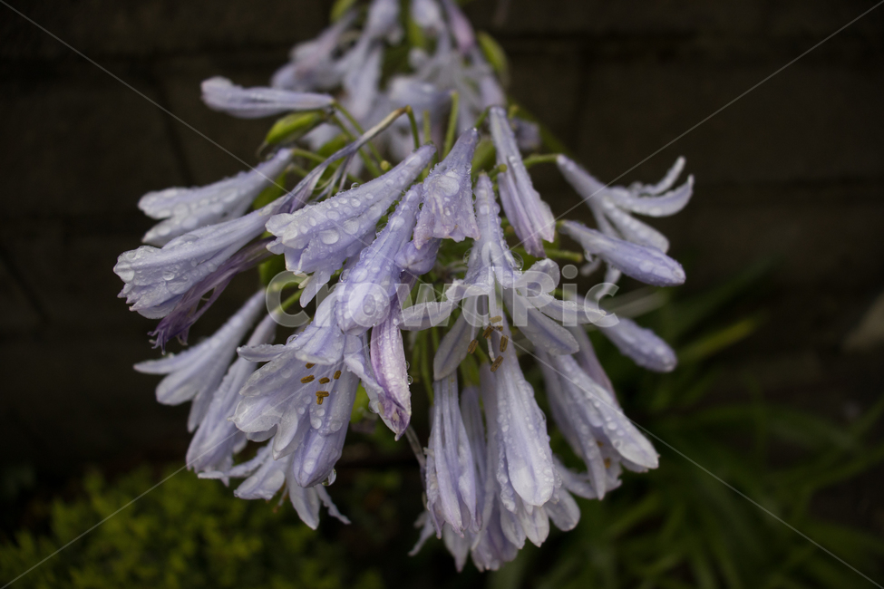 leaf,잎,plant,droplet,작은물방울,식물,꽃,식물,자연,plants,nature,꽃,flower