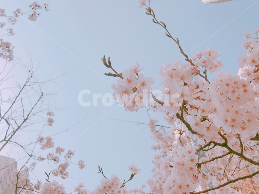 벚꽃,벚나무,봄,꽃,핑크,감성사진,감성