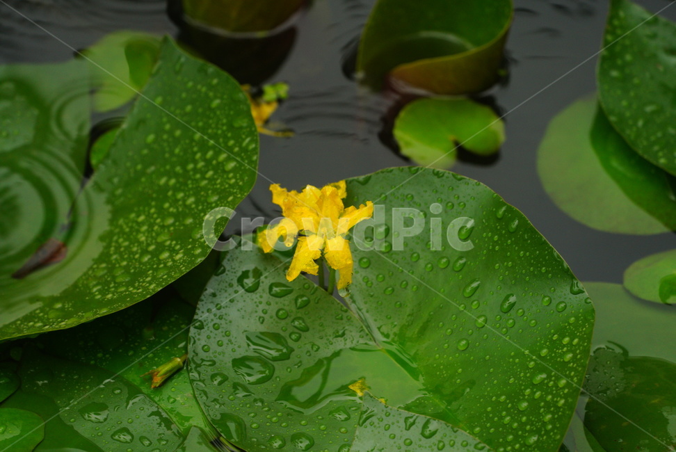 꽃,연못,노랑색,식물,자연,flower,yellow,pond,plants