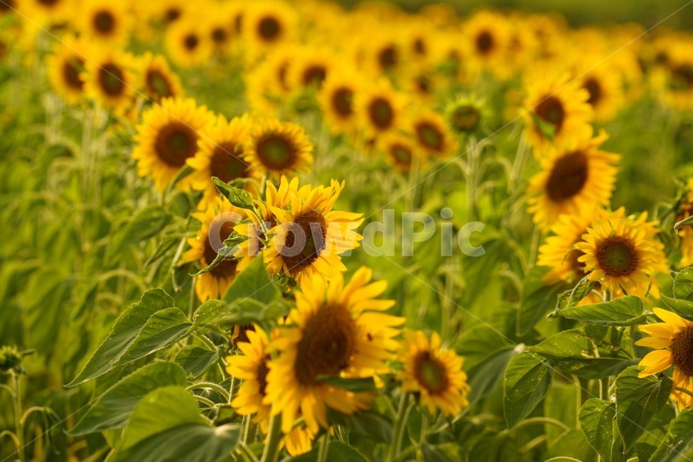 해바라기,가을,꽃,자연,풍경,nature,식물,여름,태양,sunflower,summer,fall,autumn,season,노란색,감성,여름,계절,summer,season,가을,fall,autumn,식물,자연,plants,nature,꽃,flower,plant,blossom