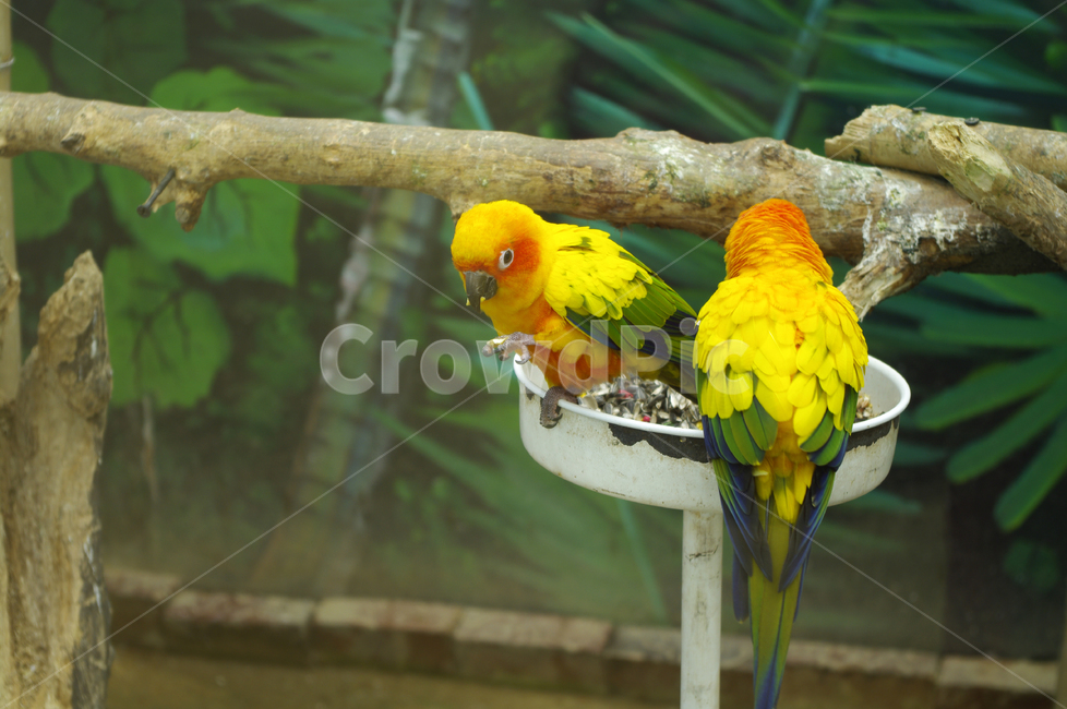 새,조류,앵무새,color,bird,동물,animal,조류,새,birds