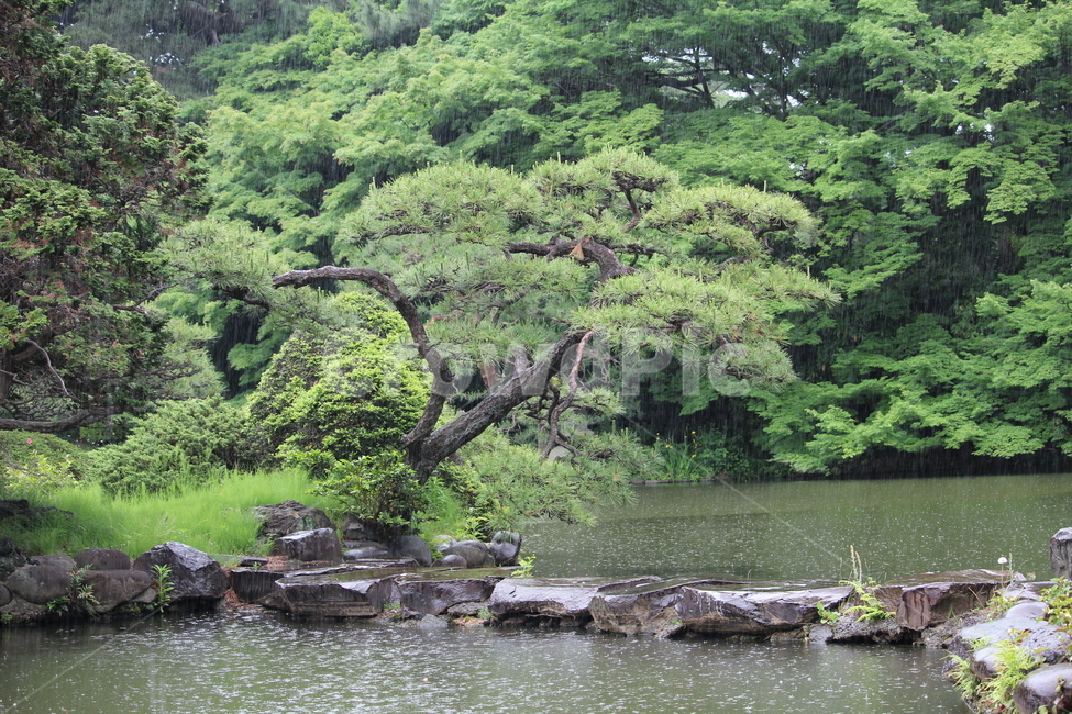 신주쿠공원,공원,호수,비,일본,나무,trees,wood,비,비오는날,rain,rainy