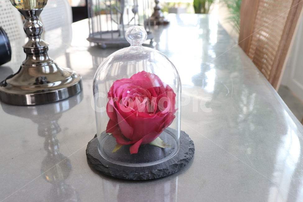 rose,장미,꽃,plant,식물,blossom,flower