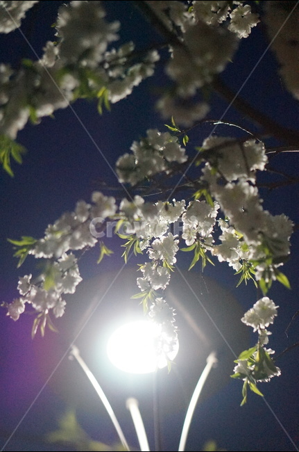 봄,백매화,야경,가로등,흰색,밤,맑음,봄,계절,spring,season,야경,밤,풍경,nightscape,night,landscape,식물,자연,plants,nature,꽃,flower,flare,플레어,light,빛,plant