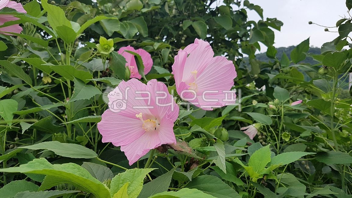 부용,아욱과,아욱목,이판화군,쌍떡잎식물,속씨식물,hibiscus,mutabilis,갈래꽃,낙엽관목,芙蓉,꽃,flower,blossom,히비스커스,plant,식물