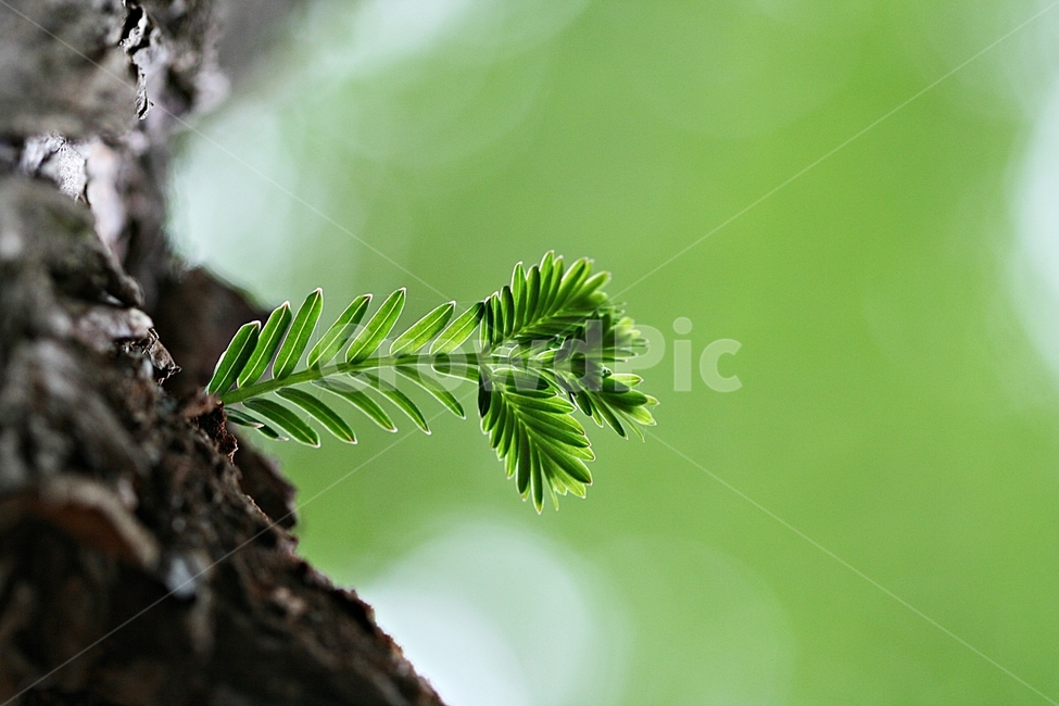 새싹,봄,푸르름,나무,자연,식물,자연,plants,nature