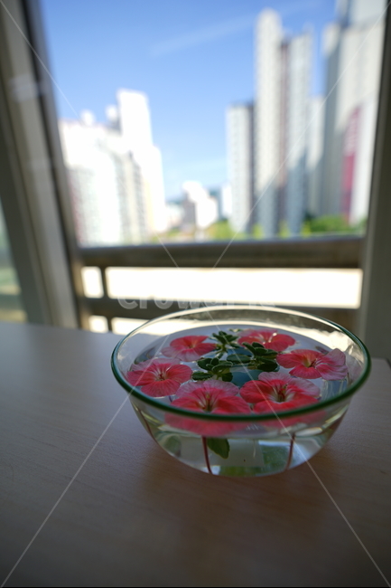 화분,꽃,장식,인테리어,식물,취미,플라워,창가,물,flower,핑크,분홍,컬러,색감,감성사진,꽃,flower,인테리어,실내디자인,interior design