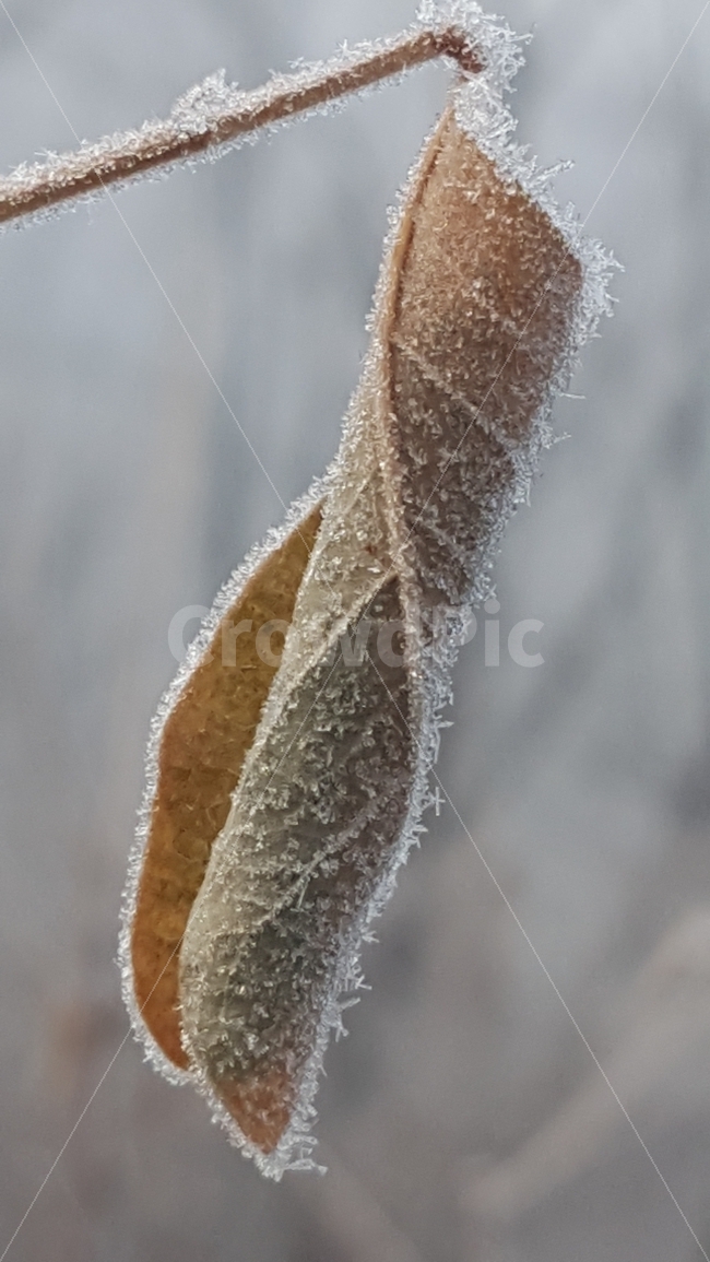 누끼,가을,낙엽,서리,상고대,흔적,초겨울,식물,자연,plants,nature,겨울,계절,winter,season
