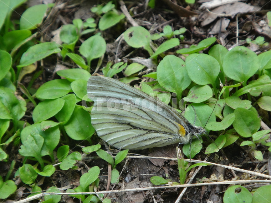 자연,풍경,초록,나비,배추흰나비,풀잎,동물,animal,곤충,벌레,insect,bug